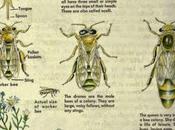 Posters: Clasificación, labores anatomía abejas ingles Classification, work anatomy bees english.