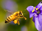 Fotos abejas Photos bees.