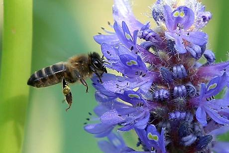 Reducción de variedad de flores mata a las abejas - Reduction of flower kills bees.