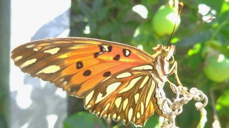 Fotos: Polinizadores - pollinators.