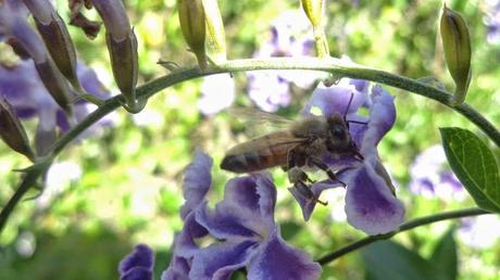 Fotos: Polinizadores - pollinators.