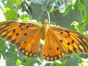 Fotos: Polinizadores pollinators.