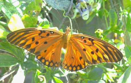 Fotos: Polinizadores - pollinators.