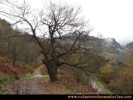 Ruta Xanas, Valdolayés, Peña Rey: Castaño en senda Valdolayés