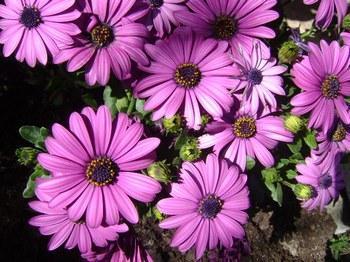 Flores de invierno: Hoy, Caléndula morada (look, manicura y outfit).