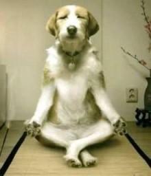perro meditando