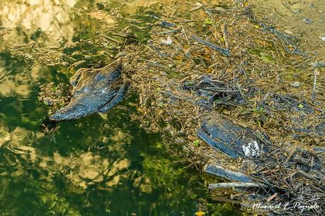 Cazadores, guardas con escopeta y otros amantes de la naturaleza