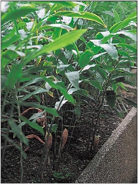 Té de Jengibre / 생강차