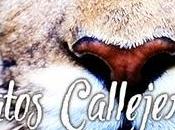 Nueva sidestory saga RELP: Gatos callejeros
