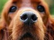 Sabías que...los bigotes perro ayudan localizar reconocer objetos