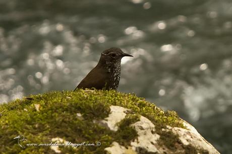 Macuquito (Sharp-tailed Streamcreeper) Lochmias nematura