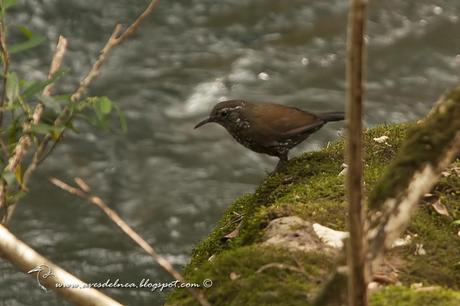 Macuquito (Sharp-tailed Streamcreeper) Lochmias nematura