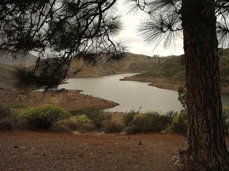 Presa desde el árbol maldito