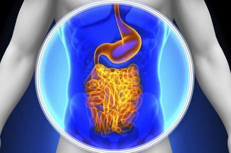 Bacterias intestinales responsables de aumento de peso