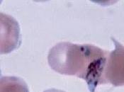 Científicos descubren tratamiento contra malaria basado plantas