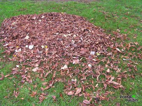 Recogiendo hojas secas para preparar un acolchado