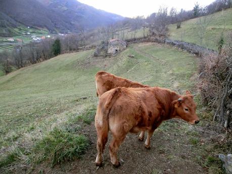 Por los mayaos de Felechosa(y II)
