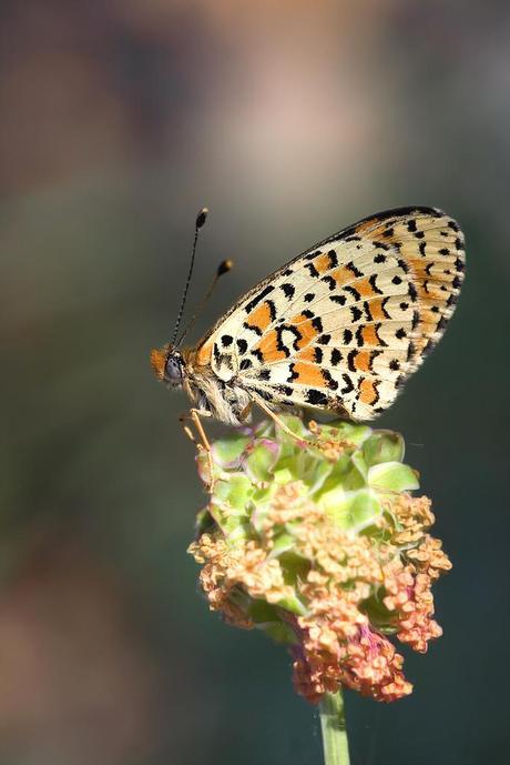 Melitaea trivia (Denis & Schiffermüller, 1775) Doncella del gordolobo