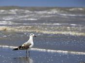gaviota tormenta