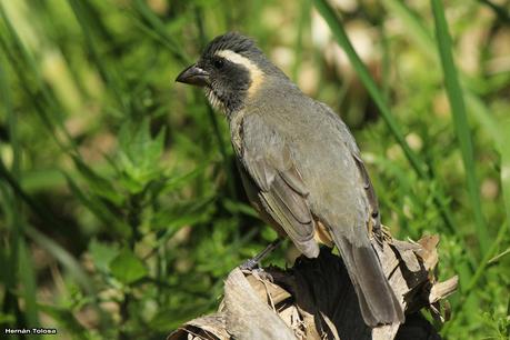 Pepiteros de la RECS