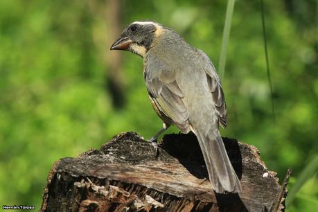 Pepiteros de la RECS