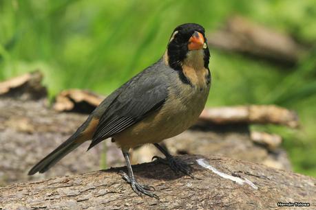 Pepiteros de la RECS