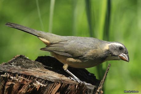 Pepiteros de la RECS