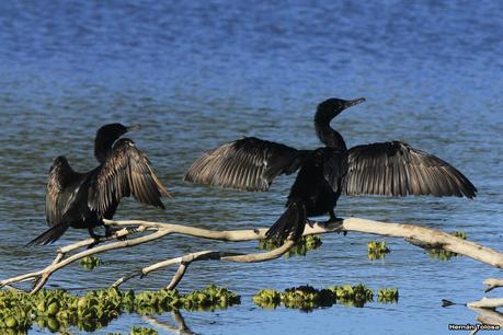 Biguás de Las Flores