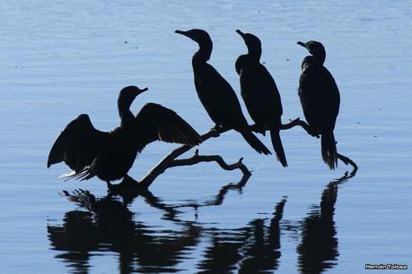 Biguás de Las Flores