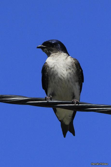 Una golondrina