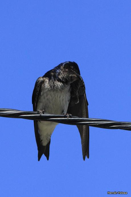 Una golondrina