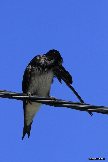 Una golondrina