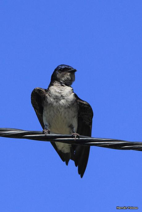 Una golondrina