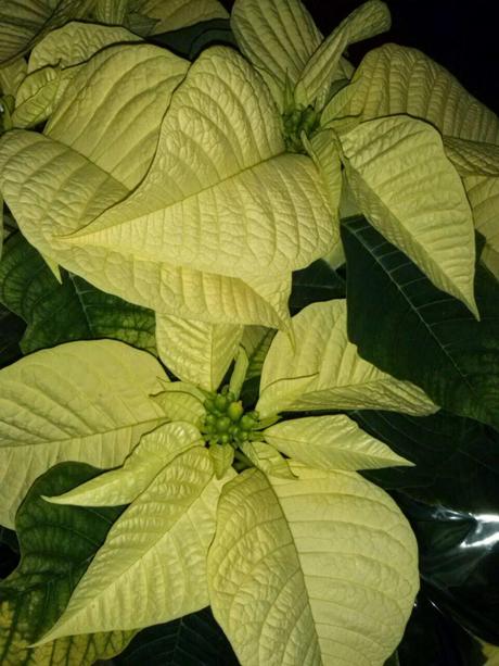 Flor de pascua, conoce sus cuidados.