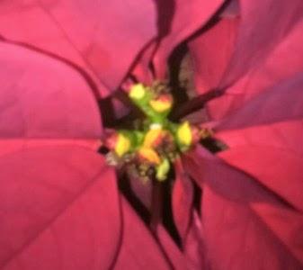 Flor de pascua, conoce sus cuidados.