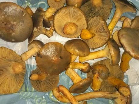 Chroogomphus rutilus