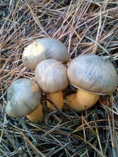 Chroogomphus rutilus