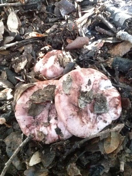 Hygrophorus russula