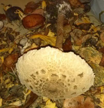 Macrolepiota procera