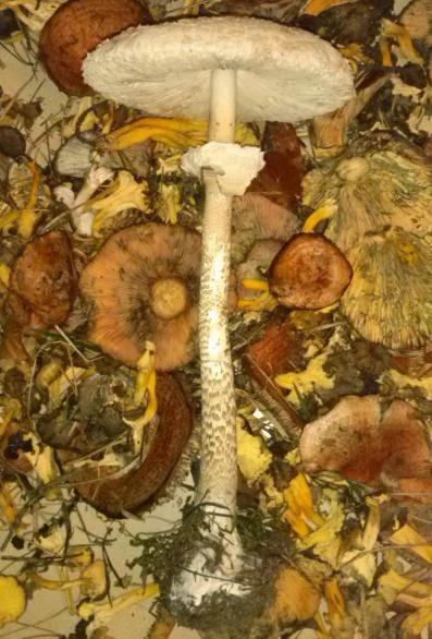 Macrolepiota procera