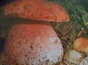 Boletus edulis