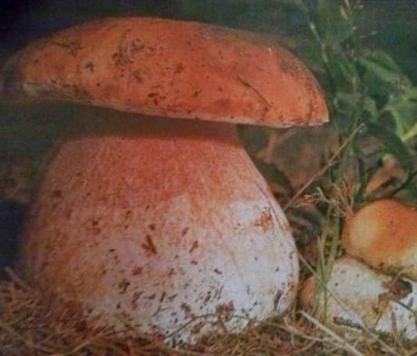 Boletus edulis