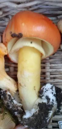 Amanita caesarea
