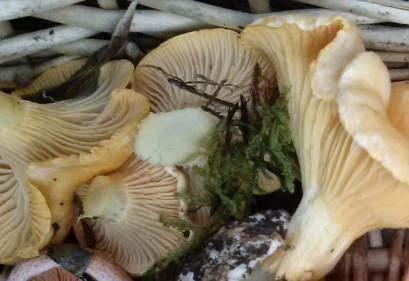 Cantharellus cibarus