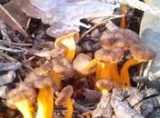 Cantharellus lutescens