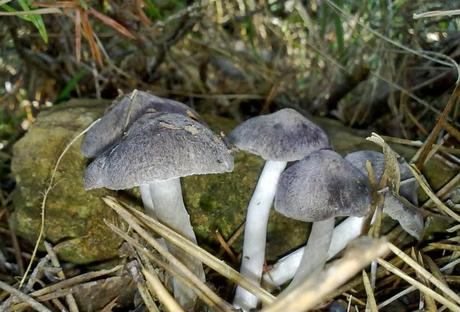 Tricholoma terreum