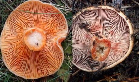 Lactarius deliciosus