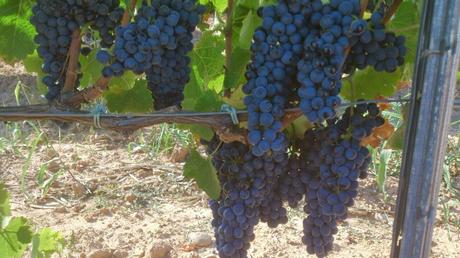 La uva, uno de los frutos más medicinales.