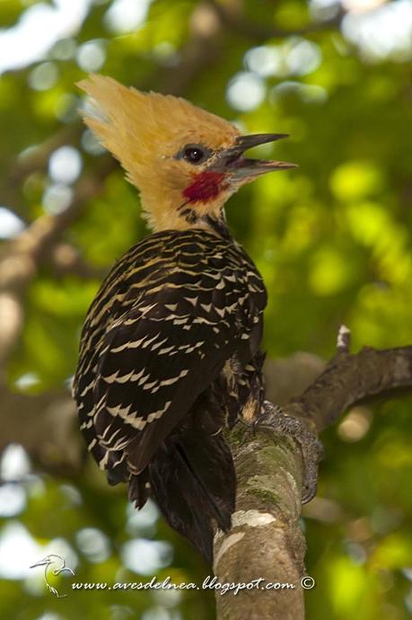 Carpintero copete amarillo (Blond-crested woodpecker) Celeus flavescens Carpintero copete amarillo (Blond-crested woodpecker) Celeus flavescens
