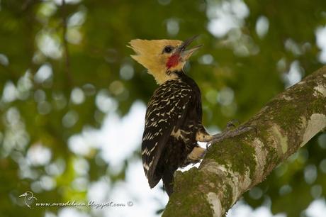 Carpintero copete amarillo (Blond-crested woodpecker) Celeus flavescens